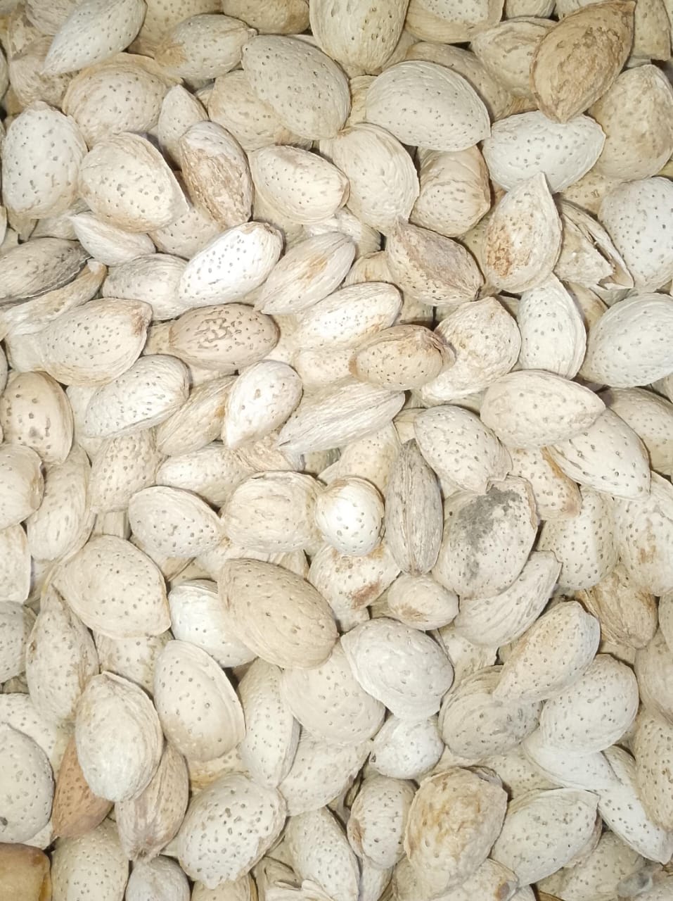 Badam Kagzi (Almond In Shell)