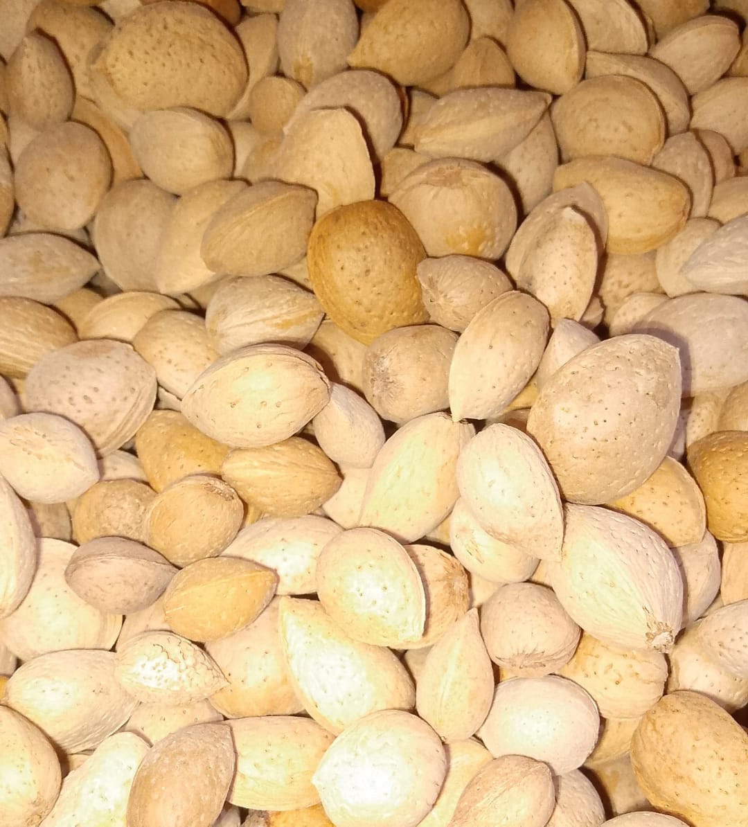 Badam hard (Almond In Shell)